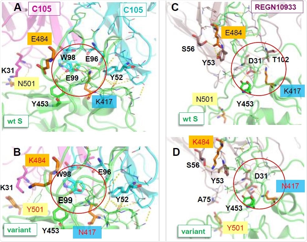 Disruption of salt bridges formed by K417 may weaken the association of C105 and REGN10933 with the South African var-iant 501.v2, compared to their interaction with the wt S. The panels compare the interactions of the mAbs C105 (A-B) and REGN10933 (C-D) with the wt RBD (A and C) and the South African mutant (B and D). A central salt bridge with C105 (K417-E99/E96) and another with REGN10933 (K417-D31) are lost due to the substitution K417N. A new cation-π interaction with K31 is formed upon N501Y mutation in D, which may compensate to restore the binding of REGN10933. N501Y makes no interfacial contacts, and E484K undergoes rear-rangements to alleviate the effect of charge change. The net effect due to those changes in interfacial interactions is a weakening in binding affinity by 0.4±0.2 kcal/mol.