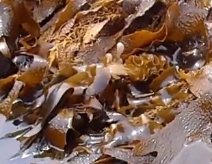 Research suggests seaweed used in traditional Chinese medicine could protect against COVID-19