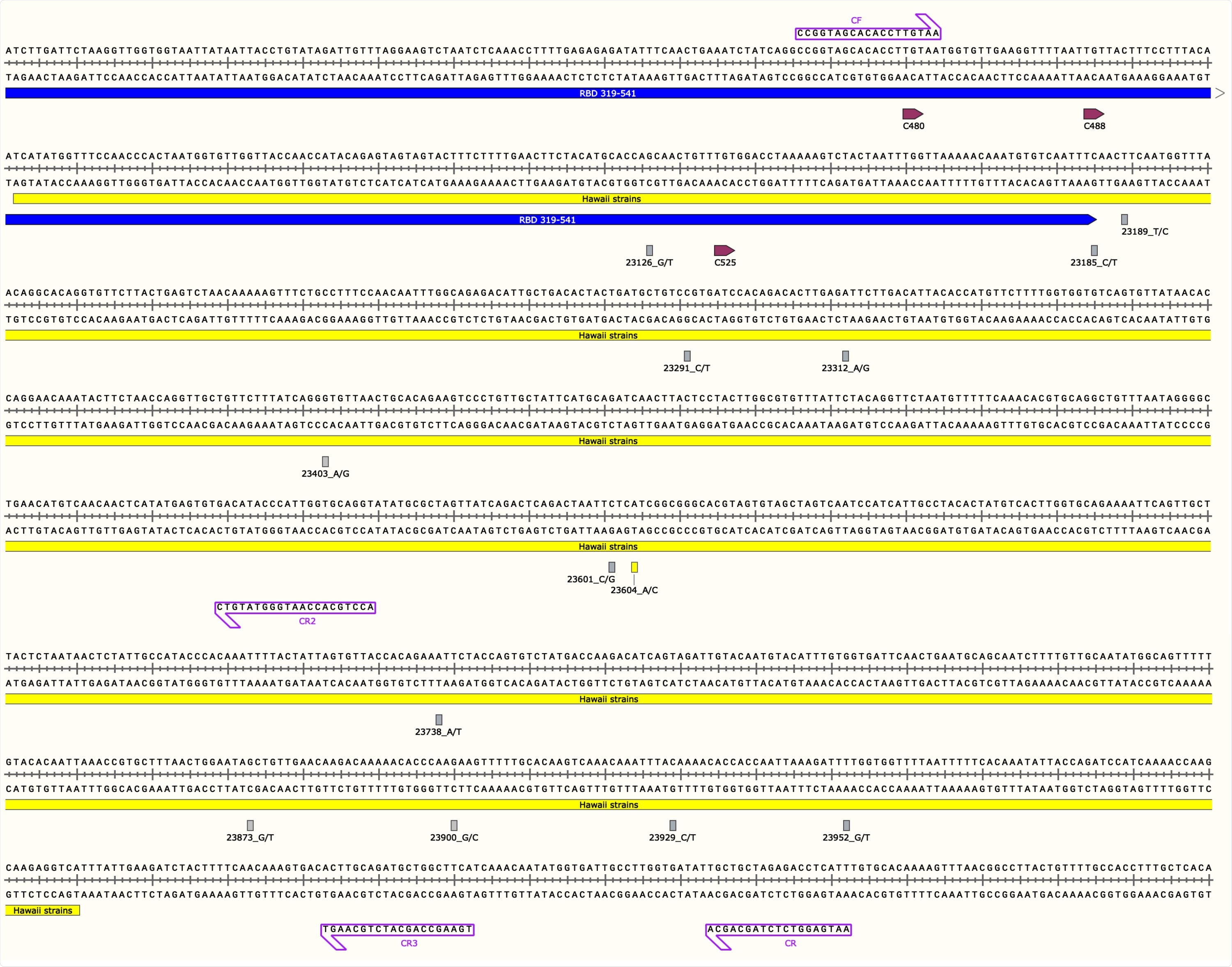 SARS-CoV-2 S Gene Region used in this Study Along with Annotated Primers, Mutations, and Cysteine Residues of the Receptor Binding Domain Figure represents the Hawaii strain MW237663 and MW237664 sequences. The primer pair, CF/CR, was used to amplify the 1,127-bp S gene fragment and primers CF, CR, CR2 and CR3 depicted with purple boxes were used for Sanger sequencing. The yellow box indicates the start and end of the 969-bp sequence. The blue line indicates the 3’ end of the S gene receptor binding domain (RBD). RBD cysteine residues are shown in depicted boxes. All mutations found in this study are in their respective loci with nucleotide numbers and rectangular boxes correlating to the sense strand as indicated after the nucleotide number and underscore in the figure (nucleotide/protein mutations: G23126T/A522S, C23185T/F541F, T23189C/F543L, C23291T/R577C, A23312G/I584V, A23403G/D614G, C23601G/S680C, C23604A/P681H, A23738T/I726F, G23873T/A771S, G23900C/E780Q, C23929T/Y790Y, and T23952G/F797C). All boxes are grey except for the P681H mutation seen in the Hawaii strains from this study, shown with a yellow rectangle. Image was generated with the SnapGene software (from Insightful Science; available at snapgene.com) and was created with BioRender.com.