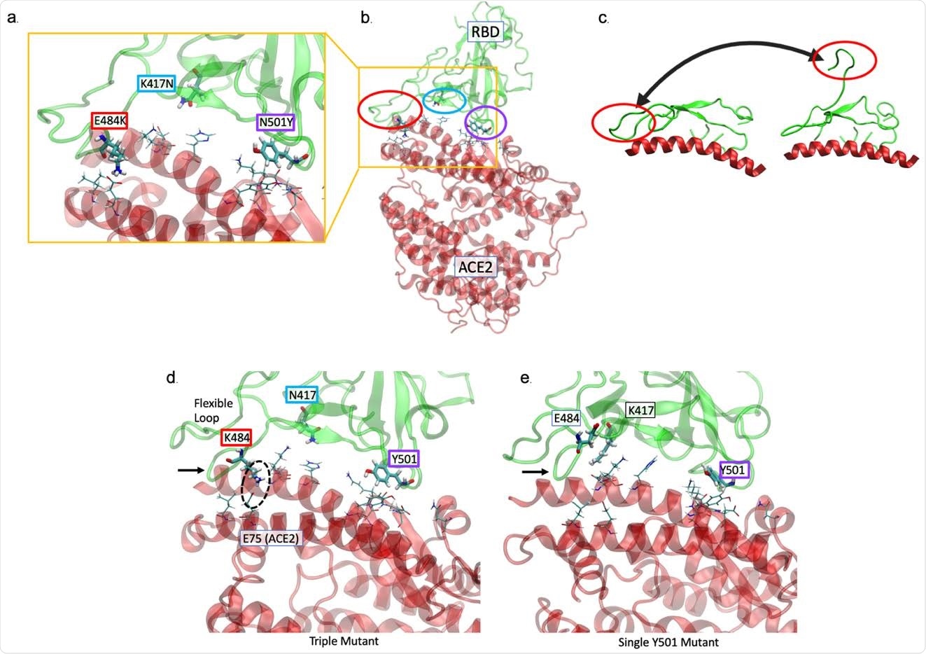 The K484 substitution in the novel South African variant increases affinity of the spike receptor binding domain (S RBD) for ACE2. (a, b) The positions of the E484K (red), K417N (cyan), and N501K (purple) substitutions at the interface of the 501Y.V2 variant S RBD - hACE2 interface are shown. hACE2 residues nearest to the mutated RBD residues are rendered as thin sticks. The E484K mutation is located in a highly flexible loop region of the interface, K417N in a region with lower probability of contact, and N501K at a second point of high-affinity contact. (c) The range of movement available to the loop containing residue 484 is shown by PCA of MD simulation of a first-wave sequence11,13. (d) MD simulation performed in the presence of all 3 substitutions reveals the loop region is tightly associated (black arrow) with hACE2. A key contact ion pair is circled. (e) In comparison to K484, when E484 (‘wildtype’) is present with only the Y501 variant, the loop is not as tightly associated (arrow).
