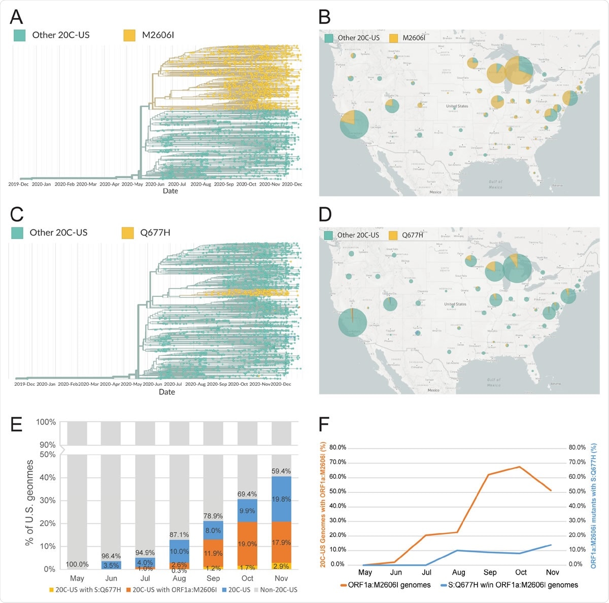 Characterization of recent mutations of the SARS-CoV-2 variant 20C-US. (A-B) Phylogenetic reconstruction and geographic visualization (during the 2-month interval of Nov. 1 to Dec. 31, 2020) of all SARS-CoV-2 variant 20C-US genomes (4683) in the GISAID database (as of Jan. 4, 2021). The ORF1a:M2606I mutant genotype is colored to distinguish it from all other genetic variants within the 20C-US tree. (C-D) Phylogenetic reconstruction and geographic visualization (during the 2-month interval of Nov. 1 to Dec. 31, 2020) for all SARS-CoV-2 variant 20C-US genomes (4683) in the GISAID database (as of Jan. 4, 2021). The S:Q677H mutant genotype is distinguished from all genetic other variants within the 20C-US tree. (E) Plot depicting the rise in percentage of 20C-US, 20C-US possessing ORF1a:M2606I, and 20C-US possessing S:Q677H genomes for all U.S. SARS-CoV-2 genomes in the GISAID database during the indicated months (as of Jan. 4, 2021). (F) Percentage of 20C-US genomes that possess the ORF1a:M2606I mutation or the percentage of ORF1a:M2606I mutants that also possess the S:Q677H mutation versus time.
