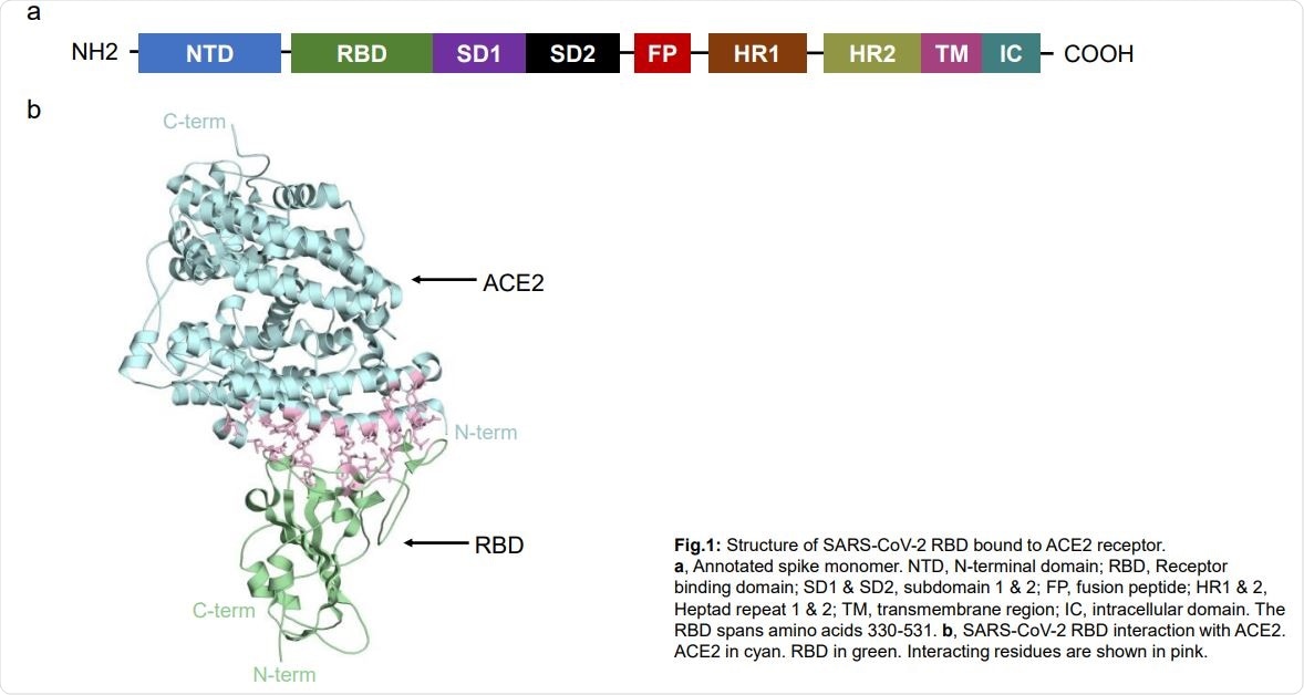 Structure of SARS-CoV-2 RBD bound to ACE2 receptor. a, Annotated spike monomer. NTD, N-terminal domain; RBD, Receptor binding domain; SD1 & SD2, subdomain 1 & 2; FP, fusion peptide; HR1 & 2, Heptad repeat 1 & 2; TM, transmembrane region; IC, intracellular domain. The RBD spans amino acids 330-531. b, SARS-CoV-2 RBD interaction with ACE2. ACE2 in cyan. RBD in green. Interacting residues are shown in pink.