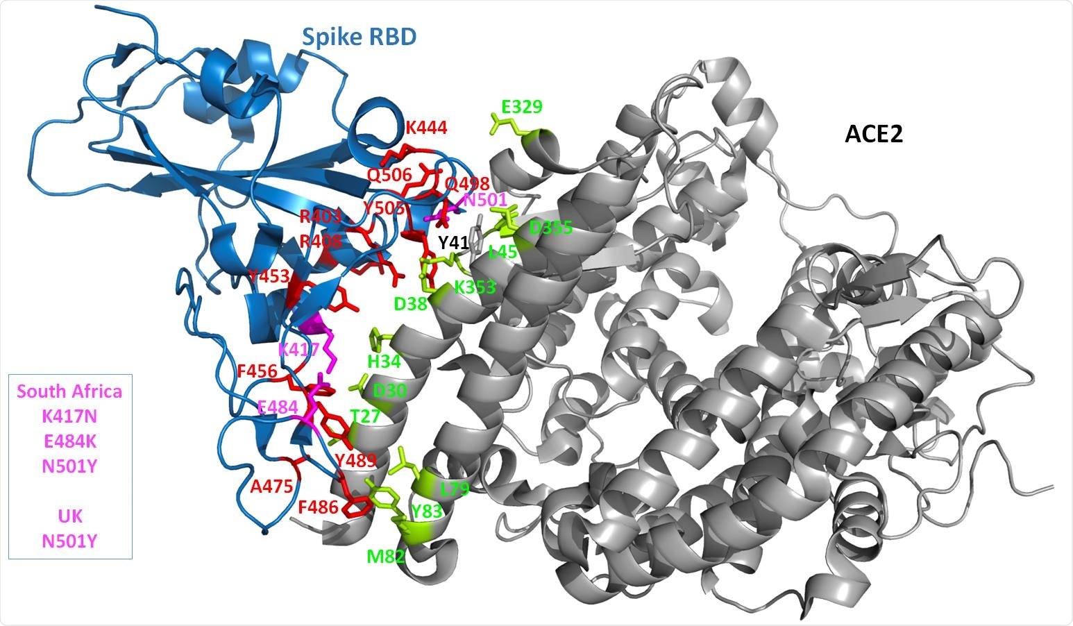 3D structure of the complex. The crystal structure of the Spike RBD and part of the ACE2 receptor interacting with the Spike is shown as cartoon diagram. The Spike domain is in blue while the ACE2 domain is in grey. The Spike side chains of residues predicted to be important (with our in silico protocol, see the Method section) for the interaction with ACE2 are shown in red. The UK and/or South African strains are highlighted by coloring the amino acid changes in this region in magenta. All the Spike side chains shown should have favorable interaction energies with ACE2 but E484 that is predicted to have very weak or unfavorable interactions). On the ACE2 side, the side chains that are predicted to contribute favorably to the interaction with the Spike RBD are shown in lemon. Only ACE Y41 seems to have very limited interactions with the Spike protein while, when the Spike protein carries a Y at position 501, ACE2 Y41 has then some favorable interaction energy values with the Spike.