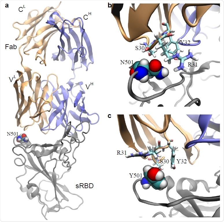 Effects of the N501Y mutation on the binding between the neutralizing mAb CB6 and sRBD. a) The complex of sRBD and the Fab (in CB6) equilibrated in MD simulation. The Fab comprises one heavy chain (fragment) and one light chain, colored in blue and orange respectively; the sRBD is in gray. The heavy (light) chain contains a variable region VH (VL) and a constant region CH (CL). b) Coordinations between N501 in sRBD and its surrounding residues (S30, R31 and Y32) in Fab, at the beginning of the FEP calculation. c) Coordinations between Y501 in sRBD and surrounding residues (S30, R31 and Y32) in Fab, at the end of the FEP calculation.