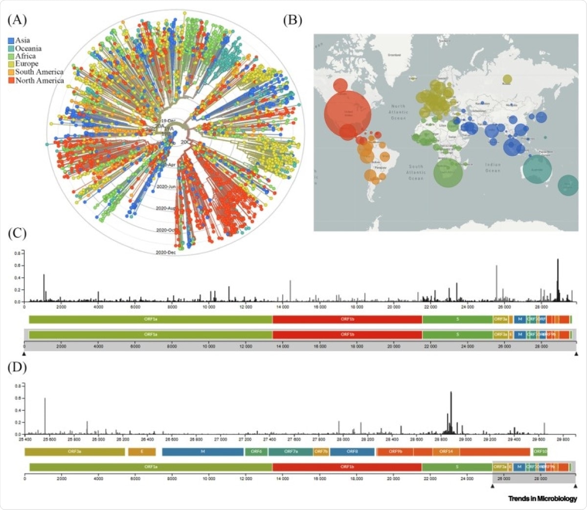 Global Genomic Epidemiology of Novel Coronavirus Severe Acute Respiratory Syndrome Coronavirus-2 (SARS-CoV-2). (A) Phylogenetic analysis of 3485 genomes of SARS-CoV-2 sequences globally from December 2019 to December 2020. The different genetic variants of circulating SARS-CoV-2 are grouped into five clades defined by specific signature mutations showing their global distribution on the time scale. The clades 19A and 19B dominated the early outbreak in Wuhan and represent a higher proportion in Asia. Clades 20A, 20B, and 20C dominate in Europe and North America. (B) Geographical distribution of genomes. Each circle is centered on an individual country. The color indicates the region, and the size (area) of the circle represents the number of genomes from that country. (C) A ‘diversity’ panel that shows the novel coronavirus genome, its genes, and sites of amino acid mutations. (D) Subsection of subfigure (C) highlighting the mutation pattern in the 25 400–29 800 bp range of the genome. Apart from the spike (S) region, the genomic regions of open reading frame (ORF)14, ORF9b, ORF8, and ORF3a appear to be highly variable between clinical isolates of SARS-CoV-2. Source: latest global SARS-CoV-2 updated daily at https://nextstrain.org/sars-cov-2. Abbreviations: E, envelope; M, membrane.