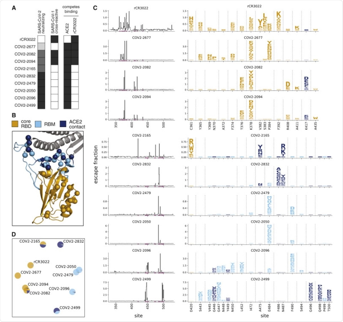 Complete Maps of Escape Mutations from 10 Human Monoclonal Antibodies (A) Properties of the antibodies as reported by Zost et al. (2020a). SARS-CoV-2 neutralization potency is represented as a gradient from black (most potent) to white (non-neutralizing). Antibodies that bind SARS-CoV-1 spike or compete with RBD binding to ACE2 or rCR3022 are indicated in black. (B) Structure of the SARS-CoV-2 RBD (PDB: 6M0J; Lan et al., 2020), with residues colored by whether they are in the core RBD distal from ACE2 (orange), in the receptor-binding motif (RBM, light blue), or in direct contact with ACE2 (dark blue). ACE2 is in gray. RBD sites where mutations escape antibodies are indicated with spheres. (C) Maps of escape mutations from each antibody. The line plots show the total escape at each RBD site (sum of escape fractions of all mutations at that site). Sites with strong escape mutations (indicated by purple at bottom of the line plots) are shown in the logo plots. Logo plots are colored by RBD region as in (B). Different sites are shown for the rCR3022-competing antibodies (top four) and all other antibodies (bottom six). For interactive escape maps, see https://jbloomlab.github.io/SARS-CoV-2-RBD_MAP_Crowe_antibodies. (D) Multidimensional scaling projection of the escape mutant maps, with antibodies having similar escape mutations drawn close together. Each antibody is shown with a pie chart that uses the color scale in (B) to indicate the RBD regions where it selects escape mutations. See also Figures S1 and S2 and Table S1.