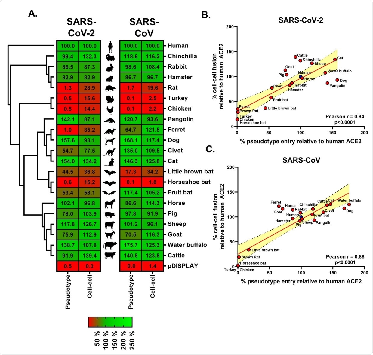 Receptor screening using surrogate entry assays identifies SARS-CoV-2 Spike as a pan-tropic viral attachment protein. (A) A heatmap illustrating the receptor usage profile of SARS-CoV-2 and SARS-CoV in pseudotype entry and cell–cell fusion assays with various mammalian and bird ACE2s. The data in each row are normalised to the signal seen for human ACE2 (top), with results representing the mean percentage calculated from 3 separate experiments performed on different days. A vector-only control (pDISPLAY) was added to demonstrate specificity. Mammalian and bird ACE2s are organised, top to bottom, based on their phylogenetic relationship (rectangular cladogram, left). The inter-experimental standard error of the mean for the pseudotype and cell–cell fusion assays ranged from 0.01% to 47.92% (median 10.73%) and 0.12% to 32.97% (median 5.43%), respectively. (B and C) For both SARS-CoV-2 and SARS-CoV, the respective cell–cell and pseudotype assay percentages for each ACE2 protein (relative to human ACE2) were plotted on an XY scatter graph, the Pearson correlation calculated and a linear line of regression fitted together with 95% confidence intervals. The data underlying this figure may be found in S1 Data. ACE2, angiotensin-converting enzyme 2; SARS-CoV, SARS Coronavirus; SARS-CoV-2, SARS Coronavirus 2.