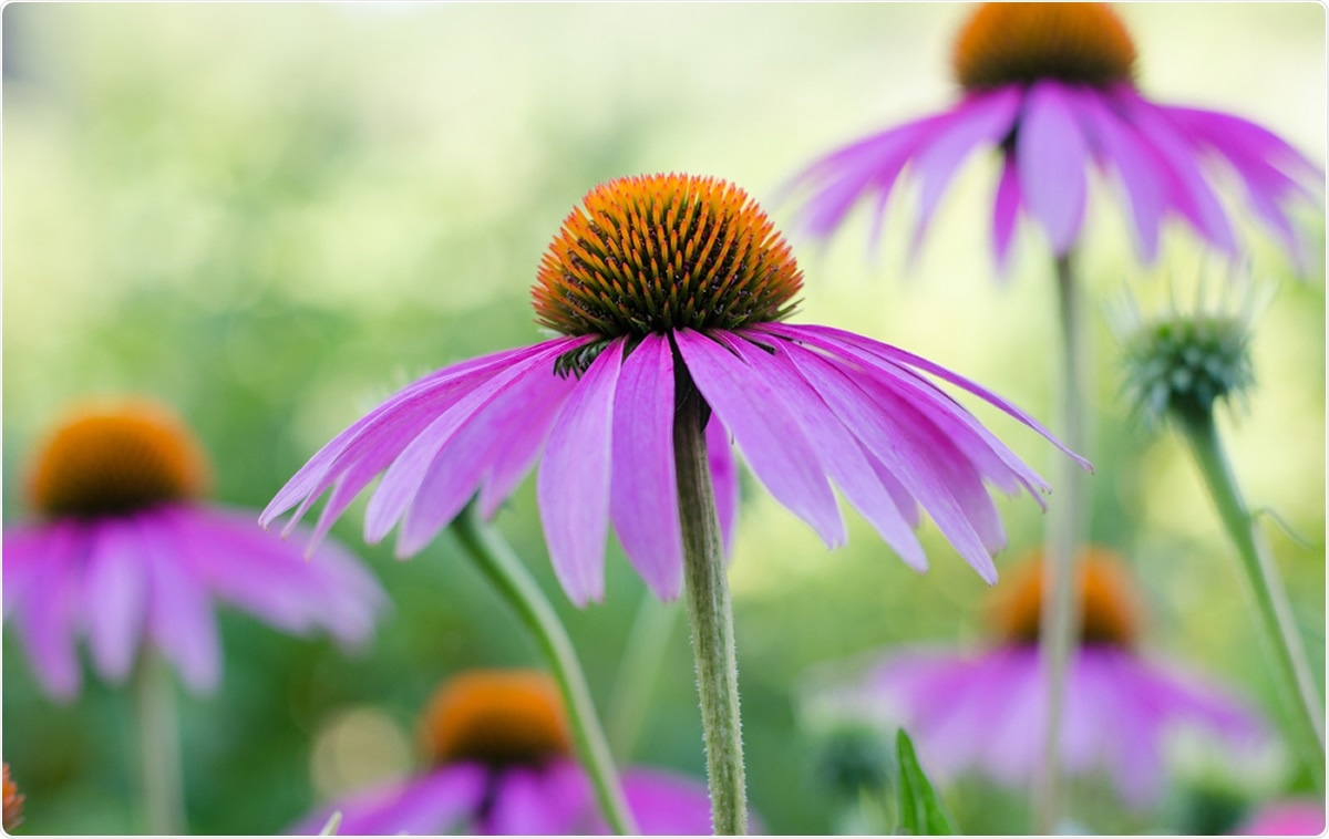 Echinacea. Image Credit: Mitand73 / Shutterstock