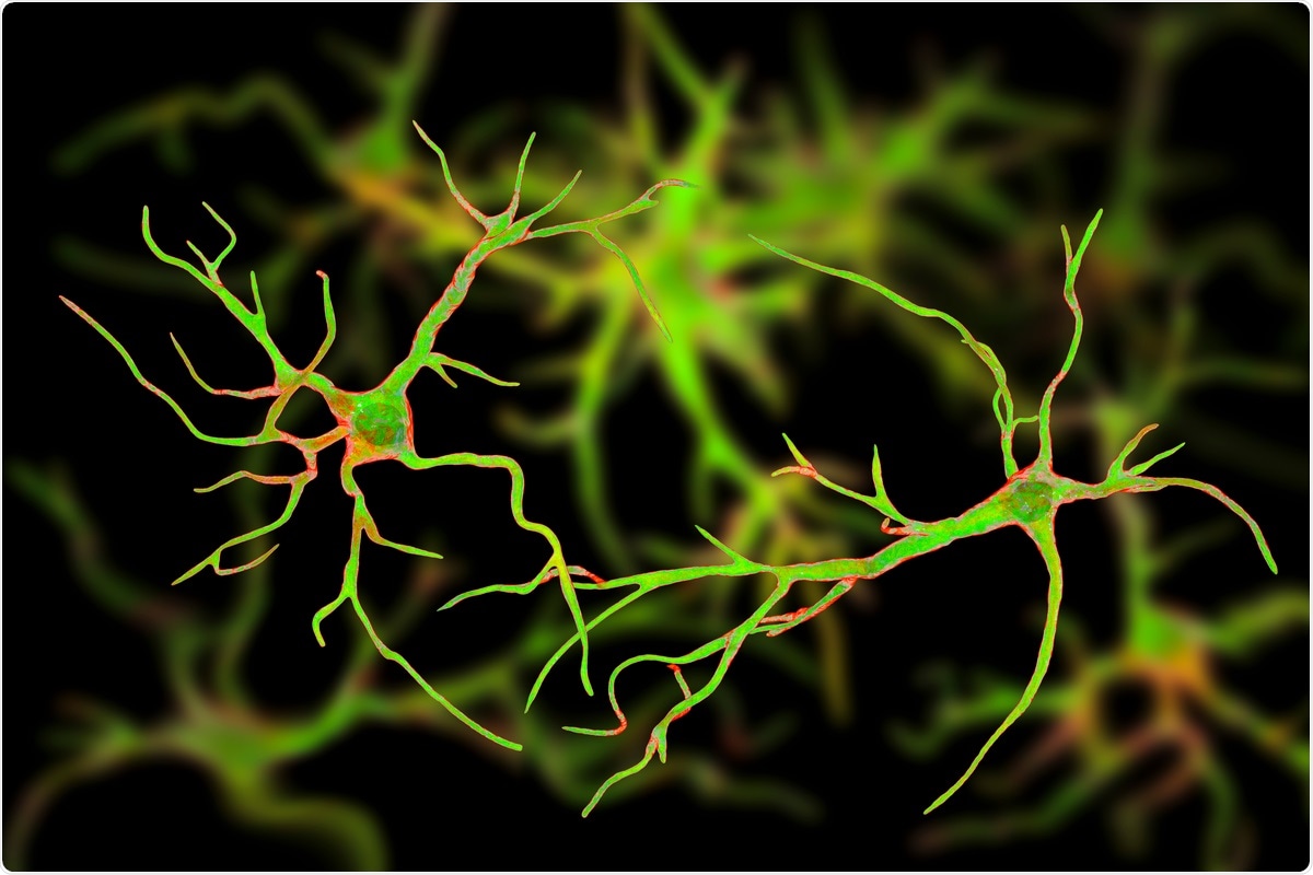 Study: Tropism of SARS-CoV-2 for Developing Human Cortical Astrocytes. Image Credit: Kateryna Kon / Shutterstock