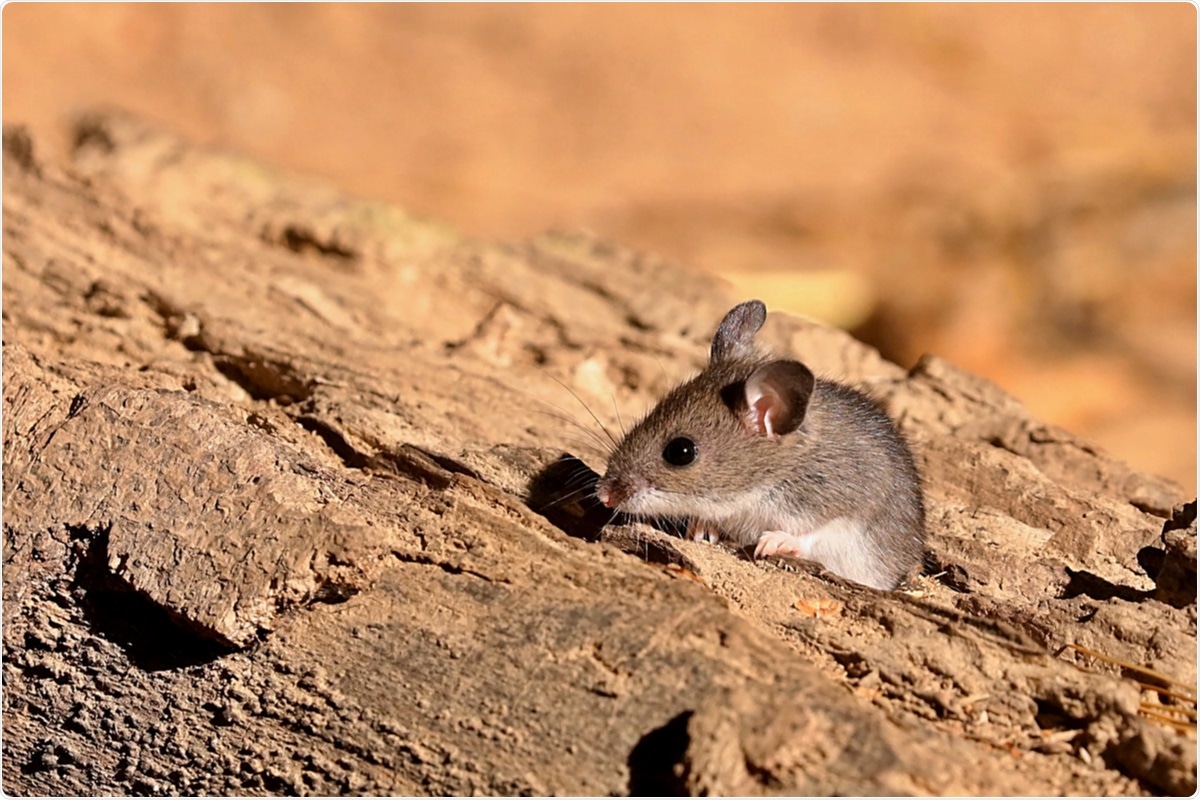Study: Survey of peridomestic mammal susceptibility to SARS-CoV-2 infection. Image Credit: jitkagold / Shutterstock