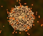 Researchers explore adaptive immunity against human coronaviruses