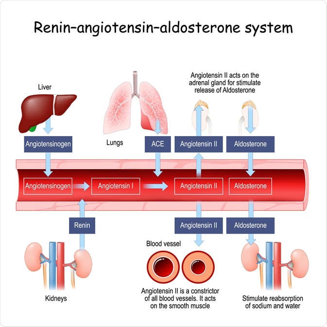 renin-angiotensin-aldosterone system