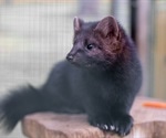 What are the SARS-CoV-2 exposure risks for workers on mink farms?