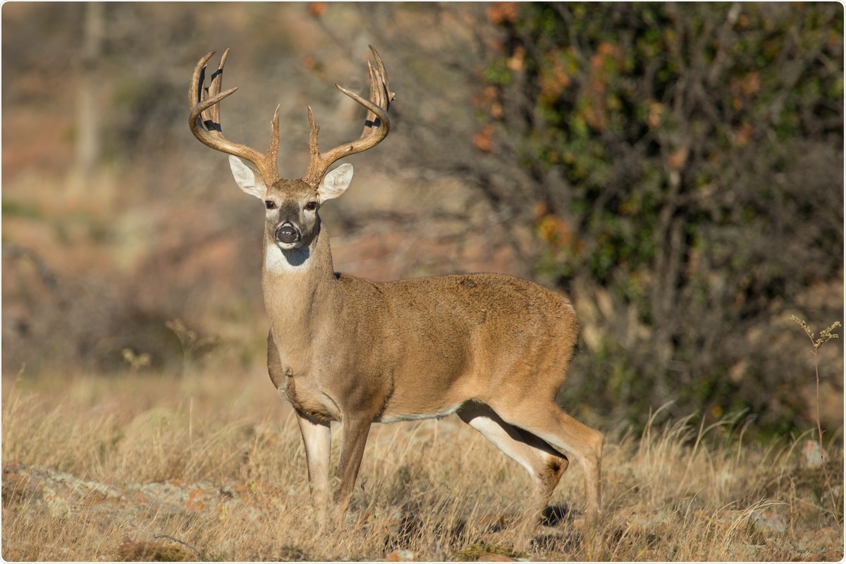Study: Susceptibility of white-tailed deer (Odocoileus virginianus) to SARS-CoV-2. Image Credit: Warren Metcalf / Shutterstock