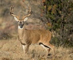 White-tailed deer susceptible to SARS-CoV-2 infection, study finds