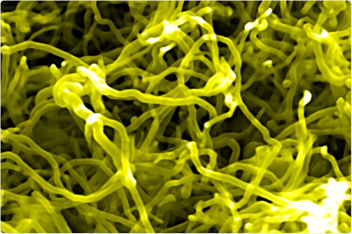 Étude : Nanomaterials Basés sur carbone : Agents antiviraux prometteurs pour combattre COVID-19 pendant l