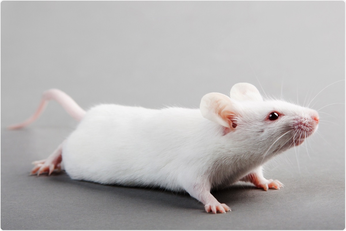 Study: Fatal neuroinvasion of SARS-CoV-2 in K18-hACE2 mice is partially dependent on hACE2 expression. Image Credit: Vasilii Koval / Shutterstock