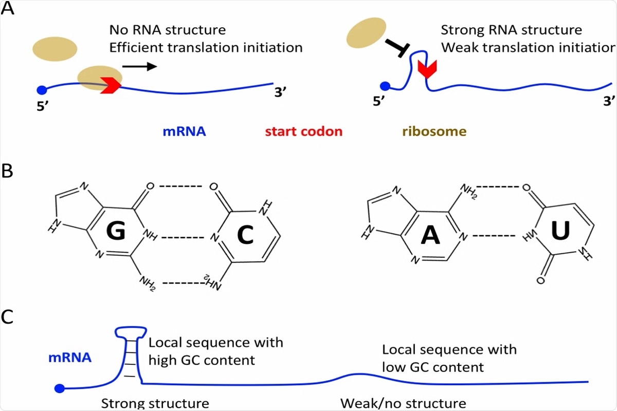 Molecular basis of mRNA translation initiation. A No RNA structure near the start codon is favorable for efficient translation initiation. Strong RNA structure near the start codon usually leads to low initiation efficiency. B G:C base pair is biochemically more stable than A:U base pair. C Local RNA sequence with high GC content will lead to strong local structure, and vice versa