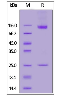 Human CD133 Full Length, His Tag (Nanodisc) (Cat. No. CD3-H52H1) on SDS-PAGE under reducing (R) condition. The gel was stained overnight with Coomassie Blue. The purity of the protein is greater than 90%.