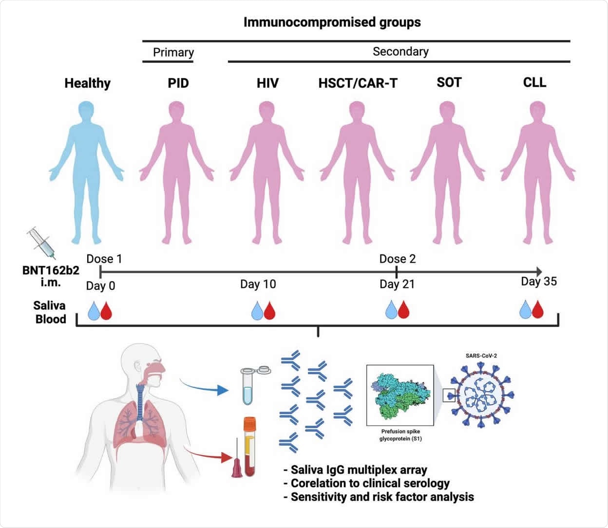 Study: Appearance of IgG to SARS-CoV-2 in saliva effectively indicates seroconversion in mRNA vaccinated immunocompromised individuals