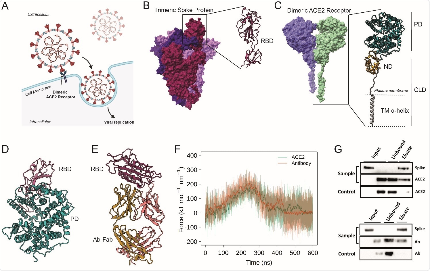 Probing the interactions of ACE2 and Antibodies with Spike (A) Schematic representation of ACE2-mediated host cell entry mechanism. (B) Cryo-EM structure of soluble trimeric Spike protein (the three monomers have different colors). A zoomed in view of the RBD is shown. (C) Cryo-EM structure of dimeric ACE2 receptor (the two monomers are colored differently). The two subunits of a monomer are reported: Peptidase domain (PD) and Collectrin-like domain (CLD) that is composed by neck domain (ND) and transmembrane helix (TM). (D) Peptidase Domain of the ACE2 receptor bound to the RBD of the SARSCoV- 2 Spike protein. (E) Antibody CR3022, bound to the SARS-CoV-2 spike protein RBD. (F) Force profiles from the steered MD simulations of RBD unbinding from the ACE2 receptor (orange) and Ab-CR3022 (green) (G) Pull-down assay of Spike and ACE2 (upper), and Spike and Ab Anti-Spike (lower). Control is represented by the same experiment excluding the Spike protein (bait) from the system. The binding of Spike with ACE2 or anti-Spike were monitored by Western blot analysis.
