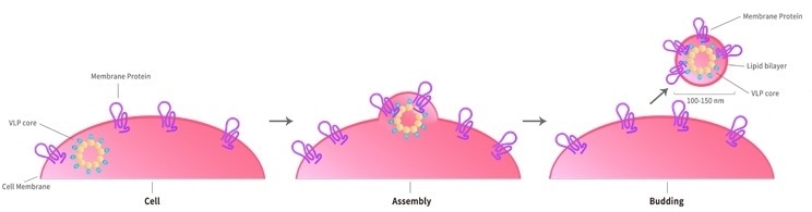 Technology platforms for multi-pass transmembrane protein development