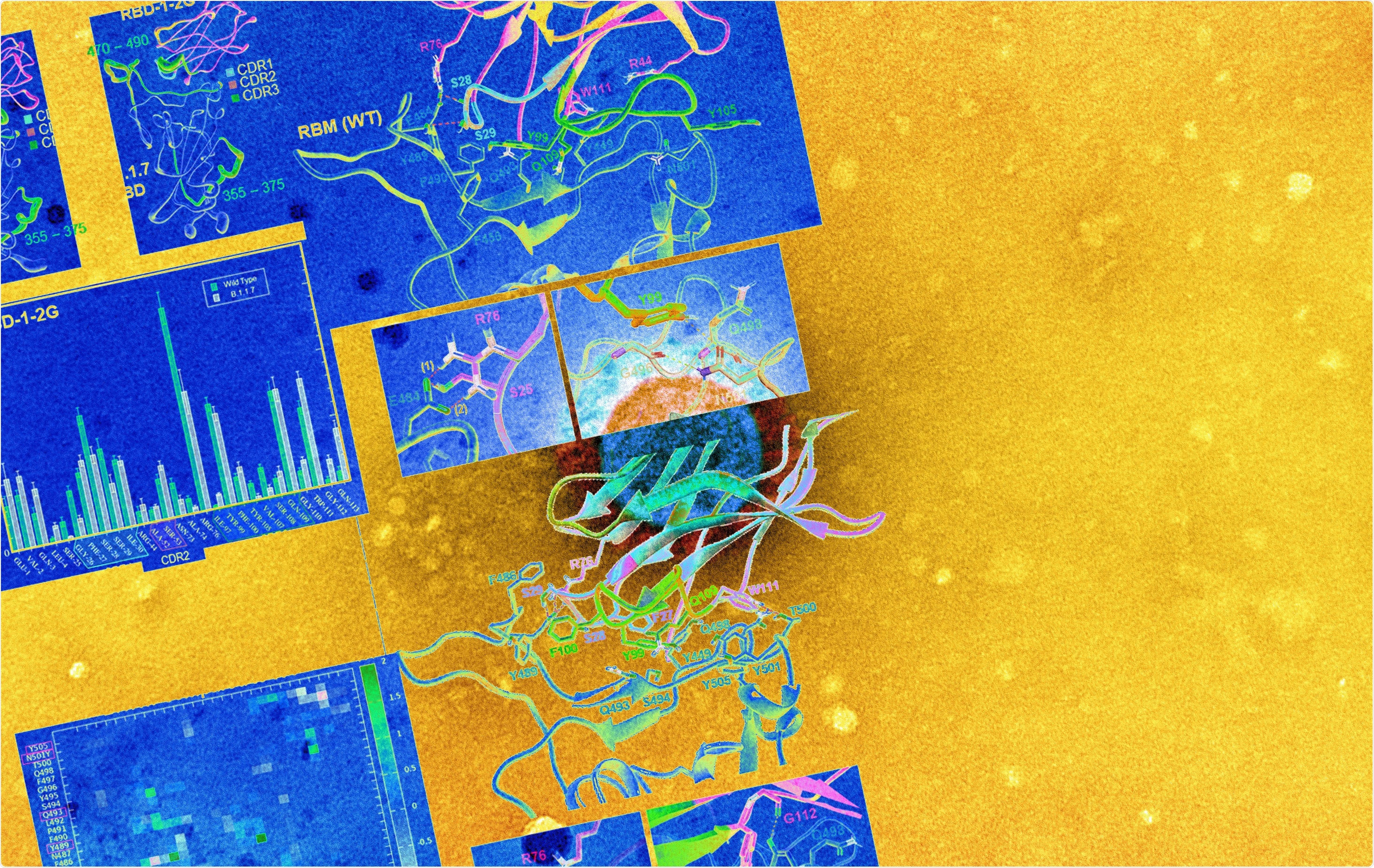 Estudio: El RBD-1-2G nanobody humanizado tolera la mutación del pico N501Y para neutralizar SARS-CoV-2. Haber de imagen: NIAID
