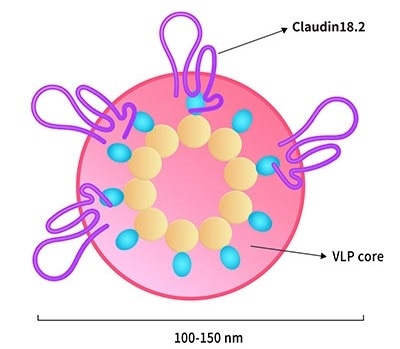 Claudin18.2-VLP.