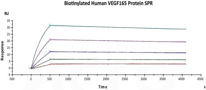 Immobilized biotinylated human VEGF165 (Cat. No. VE5-H82Q0) on CM5 Chip via streptavidin, can bind Avastin with an affinity constant of 0.417 nM as determined in SPR assay (Biacore T200).