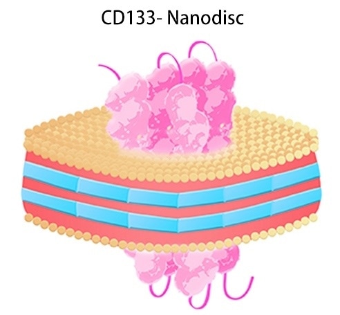 CD133-Nanodisc.