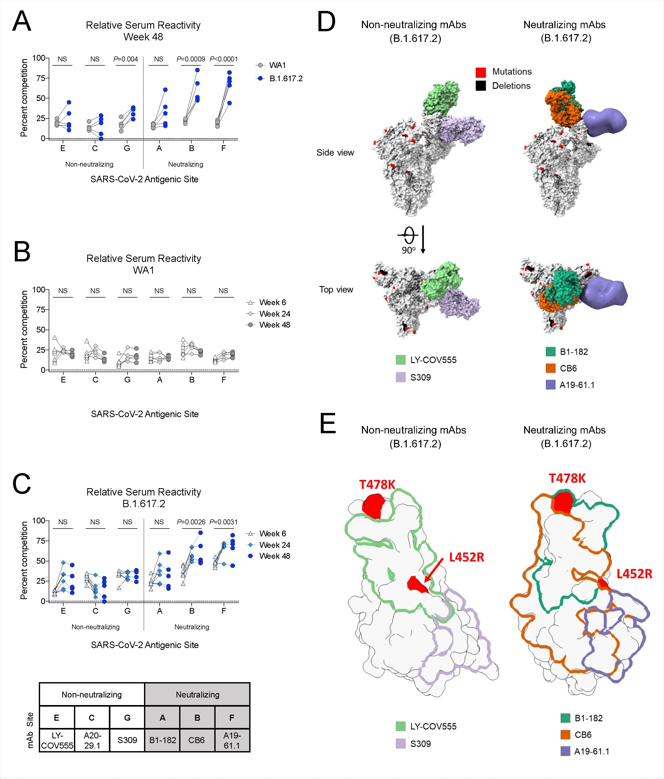 B.1.617.2 S-2P-binding serum antibodies recognize epitopes associated with neutralization (A) Relative serum reactivity was measured as percent competition of total measured serum antibody S-2P binding competed by single monoclonal antibody (mAb) targeting cross-reactive RBD epitopes on both WA1 and B.1.617.2 S-2P at Week 48 post-immunization. Antigenic sites are defined by mAbs LY-COV555 (site E), A20-29.1 (site C), S309 (site G), B1-182 (site A), CB6 (site B), and A19-61.1 (site F). 5 NHP per group. Statistical analysis shown for percent competition of binding to indicated epitopes on WA1 S-2P in comparison to B.1.617.2 S-2P. (B-C) Longitudinal analysis of relative serum reactivity to cross-reactive RBD epitopes on both WA1 (B) and B.1.617.2 S-2P (C) was evaluated at 6, 24 and 48 weeks post-immunization. 5-8 NHP per group. Statistical analysis shown for percent competition of binding to indicated epitopes at week 48 in comparison to week 6. (D) SARS-CoV-2 S models with B.1.617.2 mutations indicated in red and deletions in black shown in complex with non-neutralizing (LY-COV555, S309) and neutralizing (B1-182, CB6, A19-61.1) mAbs. (E) Footprints of both non-neutralizing (LY-COV555, S309) and neutralizing (B1-182, CB6, A19-61.1) mAbs indicate areas of binding on B.1.617.2 receptor binding domain (RBD) with mutations highlighted in red.