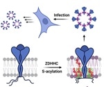 Role of S-acylation in SARS-CoV-2 infectivity