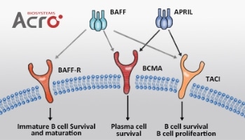 B-cell maturation antigen for plasma cell cancer therapy