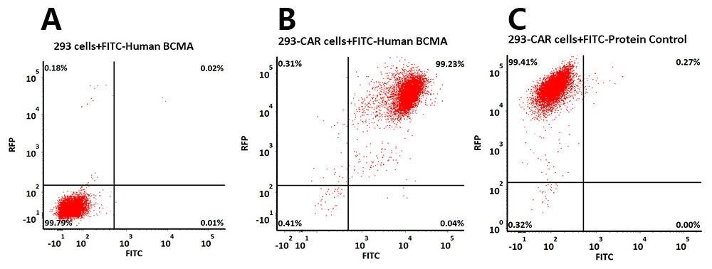 293 cells were transfected with anti-BCMA-scFv and RFP tag. 2e5 of the cells were stained with B. FITC-labeled human BCMA/TNFRSF17 protein, Fc tag (Cat. No. BCA-HF254, 3 μg/mL) and C. FITC-labeled protein control. A. Non-transfected 293 cells and C. FITC-labeled protein control were used as negative control. RFP was used to evaluate CAR (anti-BCMA-scFv) expression and FITC was used to evaluate the binding activity of FITC-labeled human BCMA/TNFRSF17 protein, Fc tag (Cat. No. BCA-HF254).
