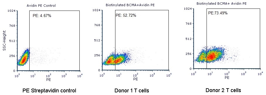 Human T cells were transfected with anti-BCMA CAR and cultured for 3 days. Three days post-transfection, 1e6 cells were first incubated with 50ul Biotinylated Human BCMA, Fc, Avitag (Cat. No. BC7-H82F0, 8 μg/mL), washed and then stained with PE Streptavidin and analyzed by flow cytometry. (Data are kindly provided by PREGENE Biopharma).