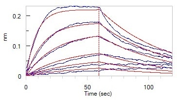 Loaded Anti-Human BCMA MAb (human IgG1) on Protein A Biosensor, can bind Human BCMA, His Tag (Cat. No. BCA-H522y) with an affinity constant of 35.8 nM as determined in BLI assay (ForteBio Octet Red96e).