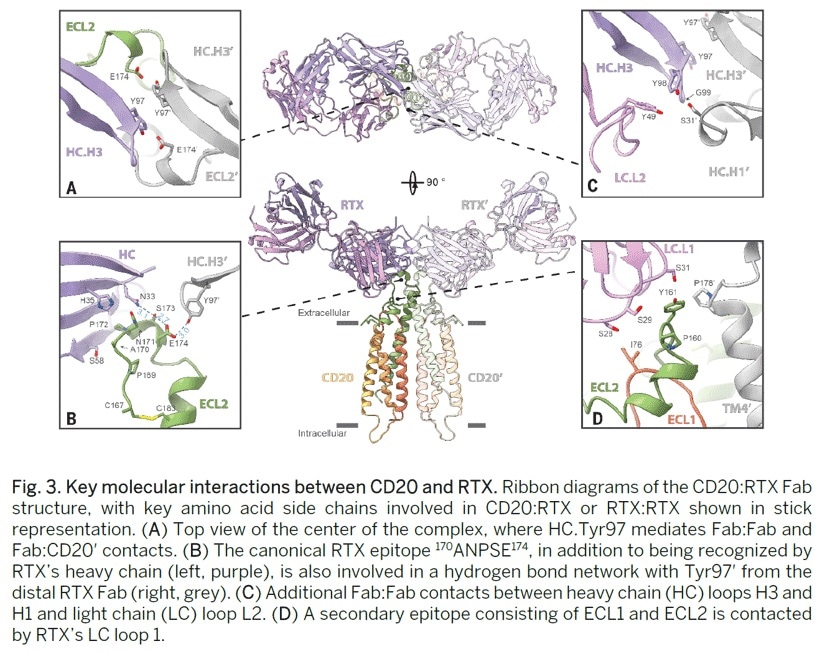 Structure of CD20 in complex with the therapeutic monoclonal antibody RTX.