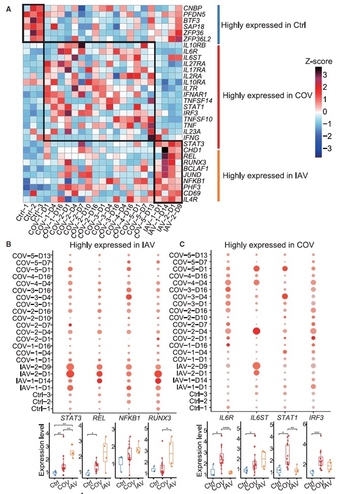 Hallmarks of COVID-19 Compared to IAV (Revealed by Single-Cell Analysis of Cytokines, Cytokine Receptors, and Transcription Factors). (A) The relative expression level (Z score) of key cytokines, cytokine receptors, and transcription factors among COVID-19 patients, IAV patients, and healthy controls in the activated CD4+ T cells population. (B) The expression level of four representative genes highly expressed in activated CD4+ T cells of IAV patients. Upper panel: the color of each dot in the dot plot indicates expression level of the gene; dot size represents the fraction of cells expressing the gene in activated CD4+ T cells population. Lower panel: difference in gene expression among samples from COVID-19 patients (COV) (n = 16), IAV patients (IAV) (n = 4), and healthy donors (Ctrl) (n = 3). Each dot in the boxplot represents the average expression level of a gene in the activated CD4+ T cells population in one sample. Student’s t test was applied to test the significance of the difference. *p < 0.05, **p < 0.01, ***p < 0.001. (C) Similar to (B), showing four representative genes highly expressed in the activated CD4+ T cells of COVID-19 patients.