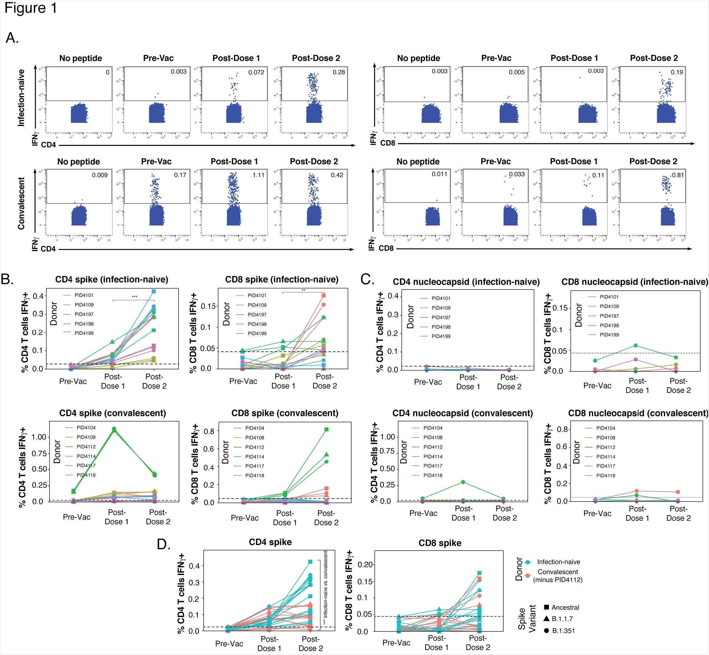 Six-hour stimulation with spike peptides does not induce significant expression of IL4, IL17, or activation markers in SARS-CoV-2-specific T cells. (A, B) CD4+ T cells were assessed for expression of the Th2 cytokine IL4 (A) or the Th17 cytokine IL17 (B) following 6 hours of stimulation with ancestral spike peptides using PBMC specimens from a representative infection-naïve individual (PID4197) before vaccination (Pre- Vac), or two weeks after dose 1 or dose 2 of vaccination. (C) CD4+ T cells were assessed for co-expression of the activation-induced markers (AIM) Ox40 and 4-1BB following 6 hours of stimulation, using the same specimens as panel A. (D) CD8+ T cells were assessed for co831 expression of the AIM CD69 and 4-1BB following 6 hours of stimulation, using the same specimens as panel A. Baseline specimens not treated with peptide are shown as a comparison control. Numbers correspond to percentages of cells within the gates. Note that the activated (AIM+) cells that appear in stimulated specimens probably do not reflect peptide-specific stimulation as AIM+ cells are also detected in the baseline specimens.