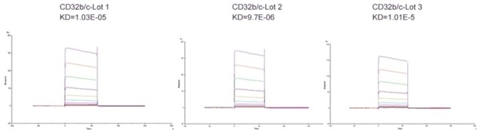 Immobilized Human Fc gamma RIIB / CD32b Protein (Cat. No. CDB-H5228) on CM5 Chip via anti-His antibody, can bind Rituximab with an affinity constant of 10 μM as determined in an SPR assay (Biacore T200).
