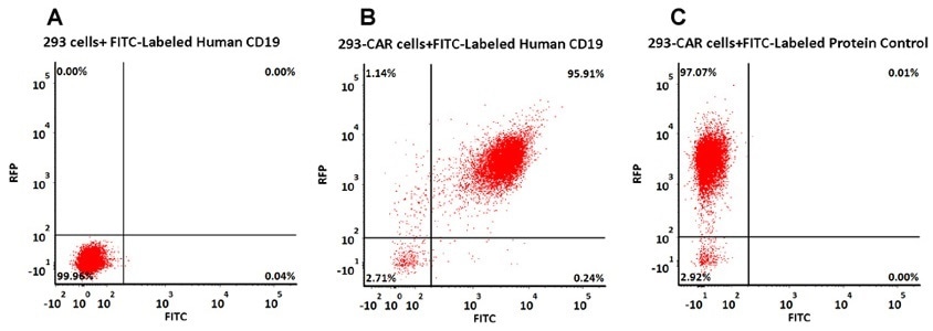 293 cells were transfected with anti-CD19-scFv and RFP tag. 2e5 of the cells were stained with FITC-Labeled Human CD19 (20-291), Fc Tag (Cat. No. CD9-HF251, 10 μg/mL) and FITC-labeled protein control. Non-transfected 293 cells and FITC-labeled protein control were used as negative control. RFP was used to evaluate CAR (anti-CD19-scFv) expression and FITC was used to evaluate the binding activity of FITC-Labeled Human CD19 (20-291), Fc Tag (Cat. No. CD9-HF251) (QC tested).