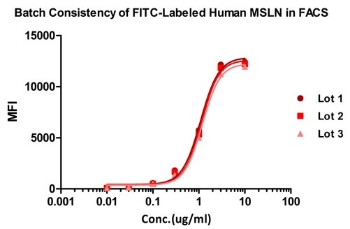 Binding activity of three different lots of FITC-labeled Human MSLN, Fc Tag was evaluated in the above FACS analysis against Anti-MSLN CAR-293 cells. The result shows very high batch-to-batch consistency.
