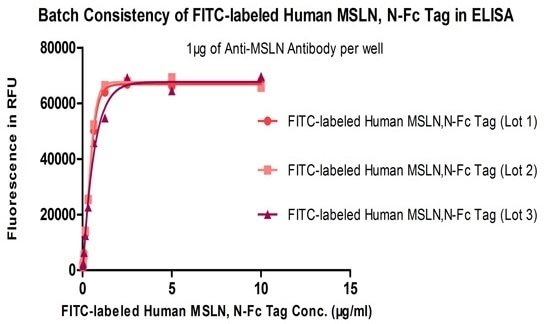 Binding activity of three different lots of FITC-labeled Human MSLN, Fc Tag was evaluated in the above ELISA analysis against Anti-MSLN Antibody. The result shows very high batch-to-batch consistency.