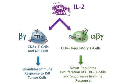 Native IL-2 has pleiotropic effects on the immune response.