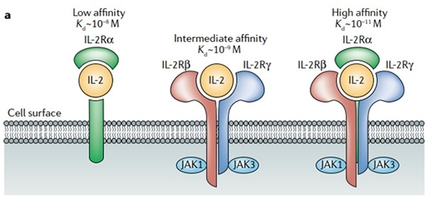 Schematic of IL-2 binding to the low-affinity, intermediate-affinity and high-affinity IL-2 receptors. The high-affinity receptor comprises IL-2 receptor α-chain (IL-2Rα), IL-2Rβ and IL-2Rγ.
