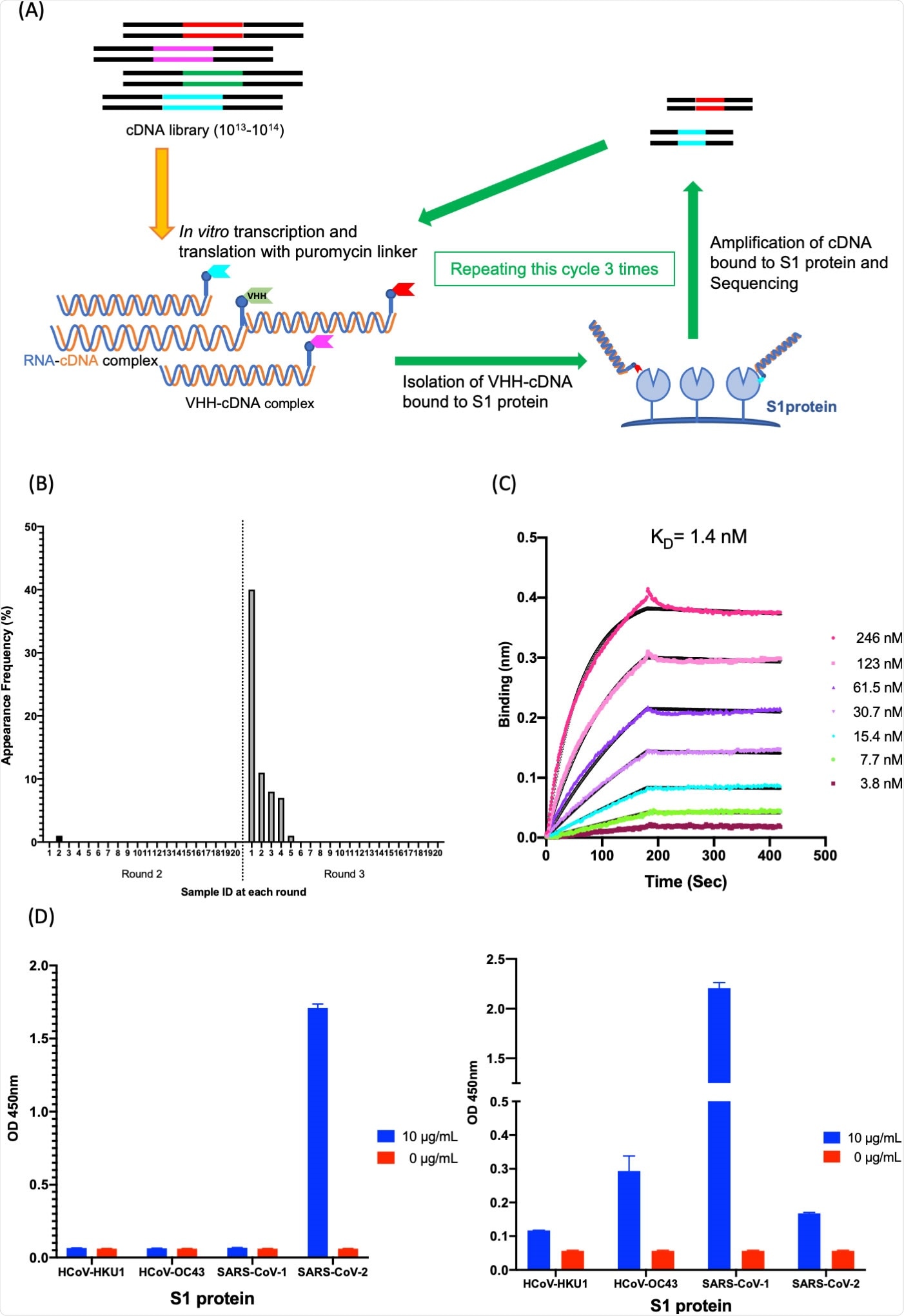 Isolation and characterization of K-874A. (A) Schematic showing in vitro selection of VHHs against SARS-CoV-2 S1 protein using VHH-cDNA display. In vitro transcription and translation of VHH-cDNA library form VHH linked to its mRNA with a puromycin linker. cDNA of linked mRNA was reverse-transcribed and VHH-cDNA complex was produced. High-affinity VHH-cDNA complex to immobilized S1 protein was isolated, and its cDNA was amplified. Three rounds of selection were performed, cDNA libraries from rounds 2 and 3 were sequenced, and anti-SARS-CoV-2 VHH candidates were translated. (B) Frequency distribution of amino acid sequences corresponding to VHH antibody candidates targeting SARS-CoV-2 S1 subunits in the selected VHH libraries. Sample ID “1” with the highest frequency (39.5%) is clone K-874A. (C) Binding affinity of K-874A to SARS-CoV-2 S1 subunits. Biolayer interferometry sensorgram measures the apparent binding affinity of K-874A-6xHis to immobilized SARS-CoV-2 S1 fused with sheep Fc. Binding curves for different concentrations of K-874A are shown in different colors. The black curves are 1:1 fits of the data. (D) Direct antigen ELISA measuring the binding affinity of FLAG-tagged K-874A to immobilized S1-6xHis subunits of beta-coronaviruses (HCoV-HKU1, HCoV-OC43, SARS-CoV-1, SARS-CoV-2) (left). Each immobilized S1-6xHis subunit was detected by anti-His antibody (right). Error bars are mean ± SD (N = 3). Data are from a representative experiment of three independent experiments.