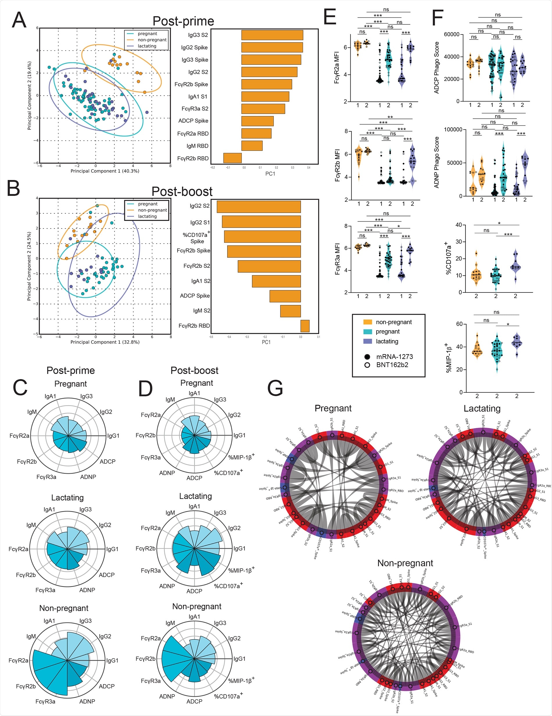 Vaccination induces enhanced FcR-binding in non-pregnant women.A and B. A principal component analysis (PCA) was built using LASSO-selected antibody features at 3 to 4 weeks post prime vaccination (A) or 2 to 5.5 weeks post boost vaccination (B). The dot plots show the scores of each individual, with each dot representing an individual. The ellipses represent the 95% confidence interval for each group. The bar plots show the loadings of the LASSO-selected features along principal component 1 (PC1). C and D. The polar plots show the mean percentile rank for each feature for post-prime (C) and post-boost (D) samples. Features were ranked separately for each time point. E. The violin plots show the FcγR-binding for non-pregnant, pregnant, and lactating women at post-prime (1) (non-pregnant n = 13, pregnant n = 64, lactating n = 28) and post-boost (2) (non-pregnant n = 14, pregnant n = 36, lactating n = 13). The filled dots show the titer for women who received mRNA-1273, and outlines show the titer for women who received BNT162b2. MFI, median fluorescence intensity. Data are presented as median ± IQR. Significance was determined by a one-way ANOVA followed by posthoc Tukey’s multiple comparison test. P-values were then corrected for multiple comparisons using the Bejamini-Hochberg procedure, * p <0.05, ** p < 0.01,*** p < 0.001, **** p < 0.0001, ns, not significant. F. The violin plots show the antibody functions for non-pregnant, pregnant, and lactating women at post-prime (1) (non-pregnant n = 13, pregnant n = 64, lactating n = 28) and post-boost (2) (non-pregnant n = 14, pregnant n = 36, lactating n = 13). The filled dots show the titer for women who received mRNA-1273, and outlines show the titer for women who received BNT162b2 vaccine. Phago indicates phagocytosis. Data are presented as median ± IQR. Significance was determined by a one-way ANOVA followed by posthoc Tukey’s multiple comparison test. P-values were then corrected for multiple comparisons using the Bejamini-Hochberg procedure, * p <0.05, ** p < 0.01,*** p < 0.001, **** p < 0.0001, ns, not significant. G. The chord diagrams connect the features that have a spearman correlation > 0.75 and Bonferroni-corrected p-value < 0.05 for non-pregnant, pregnant, and lactating women. Red indicates antibody isotype, purple indicates FcR-binding and blue indicates antibody function.