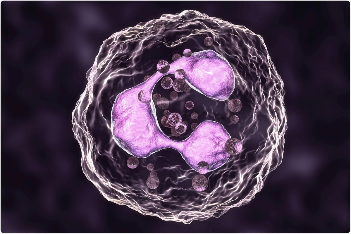 Study: Longitudinal characterization of circulating neutrophils uncovers distinct phenotypes associated with disease severity in hospitalized COVID-19 patients. Image Credit: Kateryna Kon/ Shutterstock