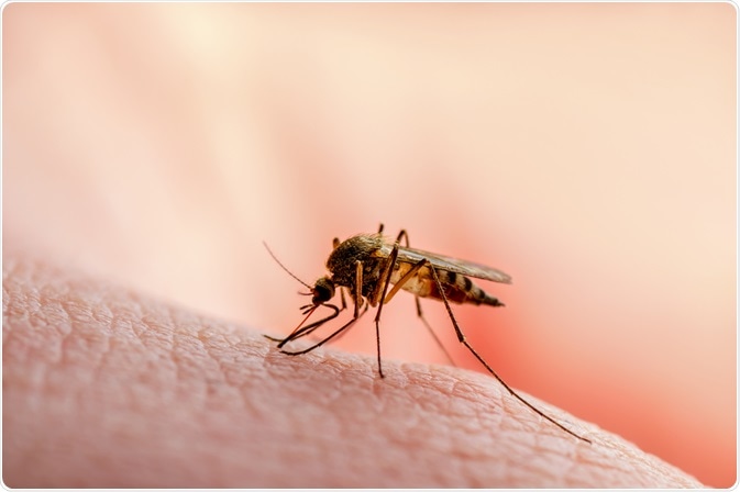 What is Malaria?