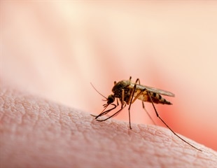 Examining the effects of malaria parasites on global health